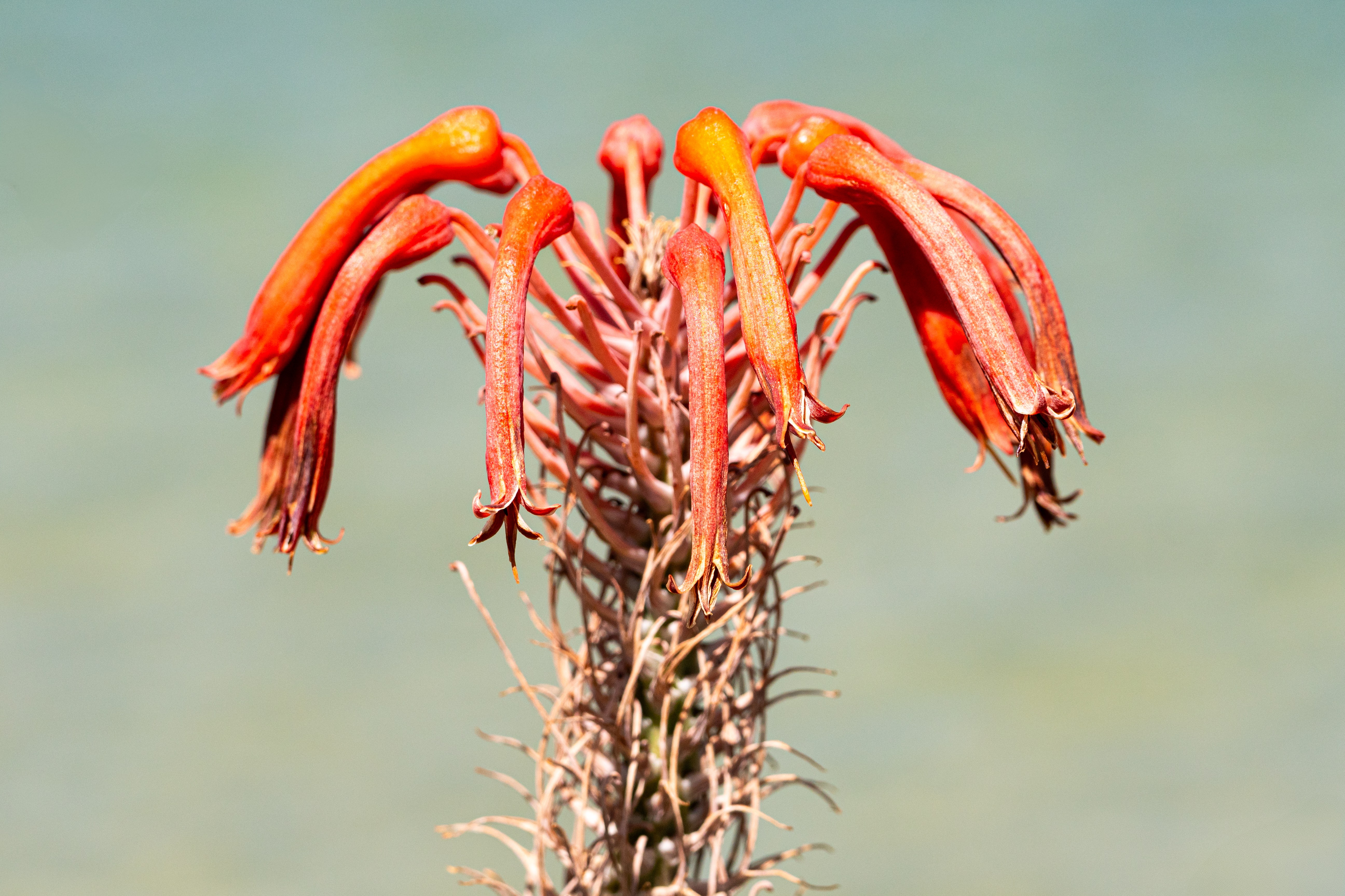 Aloe Blüte